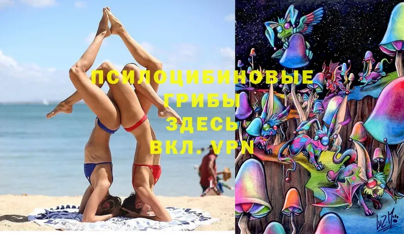 Галлюциногенные грибы Psilocybe  mega ссылки  Кизел 